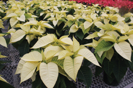 Poinsettias: America’s Favorite Houseplant Image